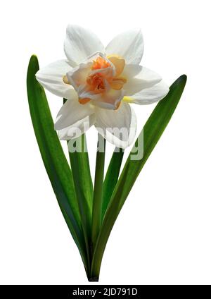 Single elegant white with orange terry narcissus flower close-up isolated on white. Beautiful spring flower narcissus with green leaves. Hybrid of jon Stock Photo