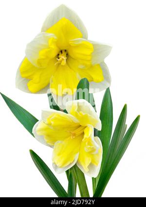 Two elegant white with yellow terry narcissus flowers close-up isolated on white. Beautiful spring double flowers narcissus with green leaves. Hybrid Stock Photo