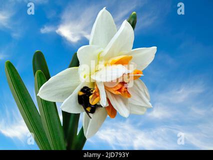 Bumblebee on double yellow white daffodil flower close up, on blue sky background - spring garden. Terry delicate narcissus flower hybrid with bumbleb Stock Photo