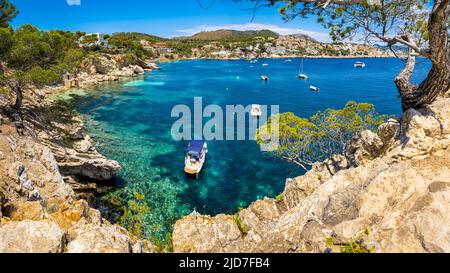 View from a boulder with pine trees over anchored boats in a calm bay with clear water and rocky coastline of Cala Fornells with apartment buildings. Stock Photo