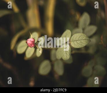 Beautiful roses shimmering in the morning sun,The rose blooms in the morning sun in the beautiful garden Stock Photo