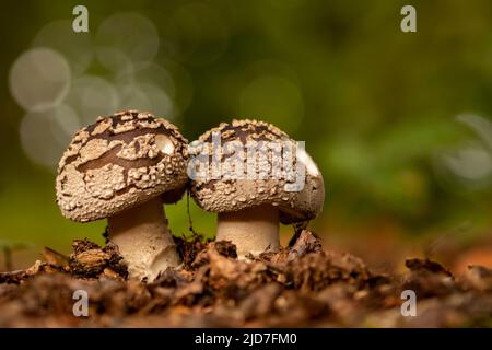 Amanita excelsa, also known as the European false blushing amanita, is a species of agaric fungus in the family Amanitaceae. Stock Photo