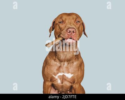 Lovable, pretty brown puppy, holding a bone Stock Photo