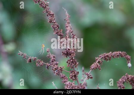 autumn dead wildflower with seeds with a a natural green background Stock Photo