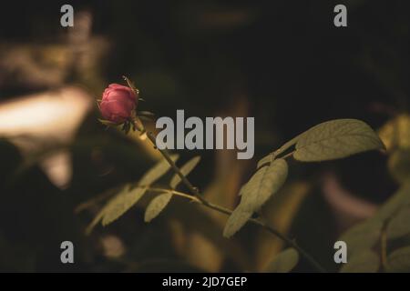 Beautiful roses shimmering in the morning sun,The rose blooms in the morning sun in the beautiful garden Stock Photo