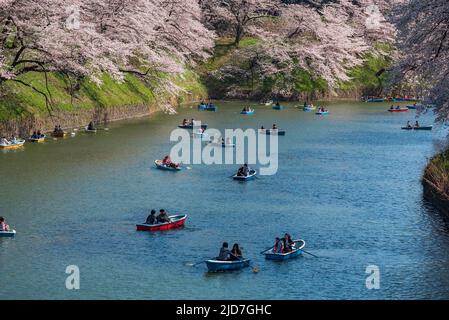 TOKYO, JAPAN - APRIL 2019: A lot of people boating by the Chidorigafuchi waterways located near the Imperial Palace in Tokyo. April is hanami (sakura Stock Photo