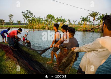 Fishermen are fishing in a pond in Satkhira district of southern Bangladesh. Fish is the main cash crops to this farmers and main source of nuttrition Stock Photo