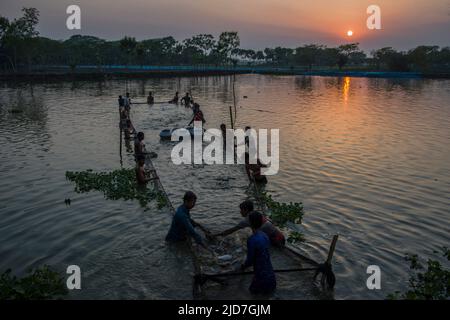 Fishermen are fishing in a pond in Satkhira district of southern Bangladesh. Fish is the main cash crops to this farmers and main source of nuttrition Stock Photo