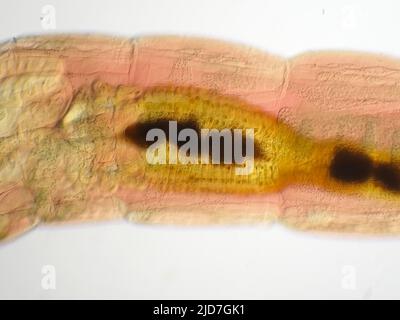 Midge larva (Chironomidae) middle part, light micrograph Stock Photo