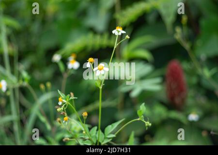 Colorful flowers bloom when it is bright in my garden Stock Photo