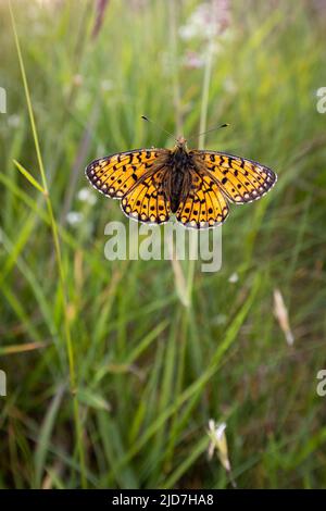 Pearl bordered fritillary butterfly  [ Boloria euphrosyne ] resting on grass stem Stock Photo