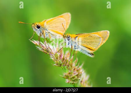 Two large skipper, ochlodes sylvanus butterfly sitting on grass stem. Animal nature bacgkround Stock Photo