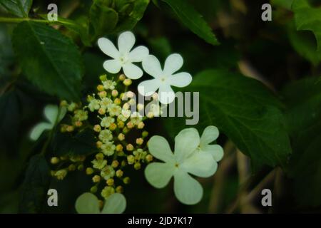 numerous star like white flowers and buds in a circle with a natural green background