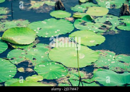 The lotus blooms in the morning in the swamp Stock Photo