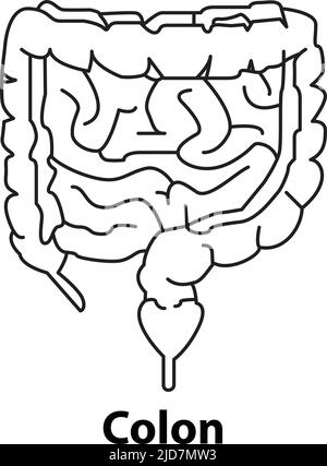 human internal organ colon outline. vector. on white background Stock Vector