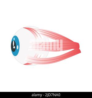 Components of the human eye. Illustration about Anatomy and Physiology. Stock Vector