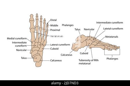 Foot bone illustration. vector. on white background Stock Vector