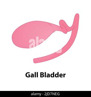 human internal organ gall bladder. vector. on white background Stock Vector