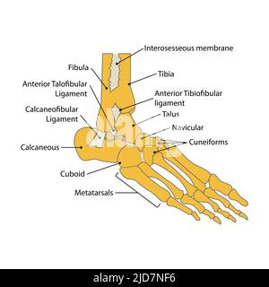 illustration of foot bone. vector. on white background Stock Vector