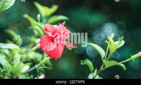 Colorful flowers bloom when it is bright in my garden Stock Photo