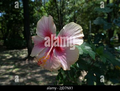 The atmosphere in the park has beautiful flowers and plants , hibiscus flowers