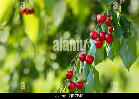 ripe red cherries hanging on branch in garden Stock Photo