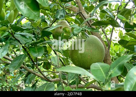 Pomelos growing on a tree in Thailand Stock Photo