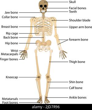 Anatomical structure of spine or backbone isolated line icon Stock ...