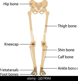 human body leg skeleton. vector illustration. on white background. human leg bone Stock Vector
