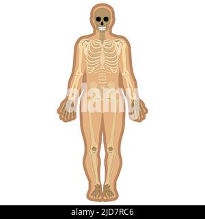 skeleton and bones inside body. Educational anatomy materials. Vector illustration Stock Vector