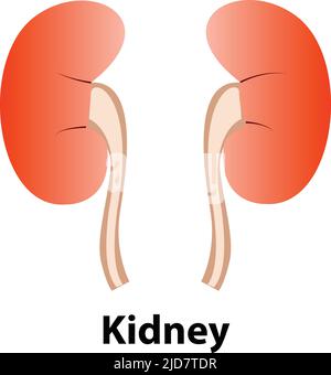 Kidney human renal realistic. vector front view illustration isolated on white background Stock Vector