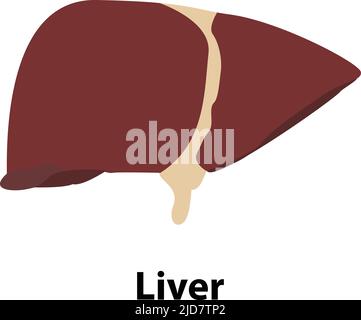 Human liver icon. Flat illustration of human liver vector icon for web design. internal human organ Stock Vector