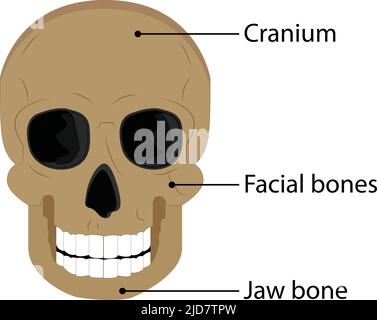 illustration of skull head. on white background Stock Vector