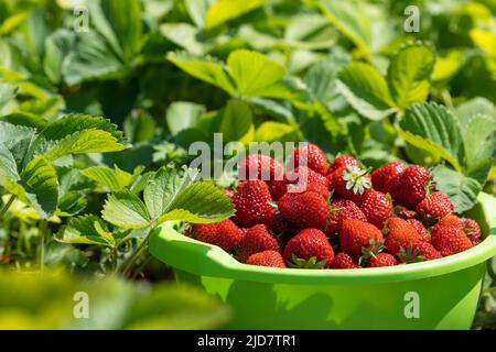 ripe red homegrown strawberries in bowl on plantation Stock Photo