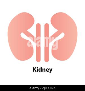 Kidney human renal realistic. vector front view illustration isolated on white background Stock Vector