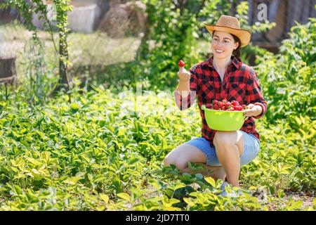 Young woman plantation worker harvesting celery crop Stock Photo - Alamy