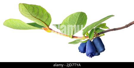 honeysuckle twig with green leaves and ripe berries isolated on white Stock Photo