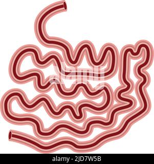 human internal organ small intestine. vector. on white background Stock Vector