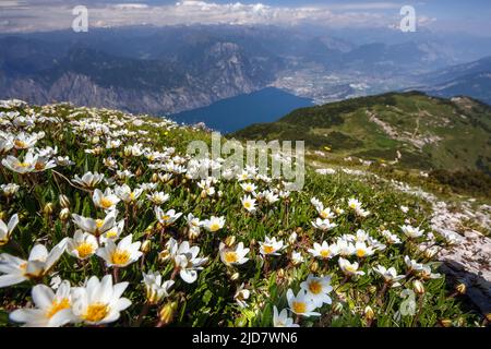 Flowering of Camedrio alpino (Dryas octopetala) on Altissimo di Nago mountain. Garda lake, Riva del Garda. Trentino. Italy. Europe. Stock Photo