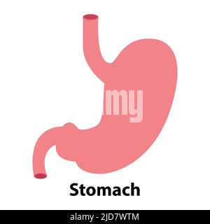simple illustration of stomach. on white background Stock Vector