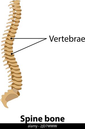 Anatomy of human Spine bone.  Illustration from vector about science and medicine. Stock Vector