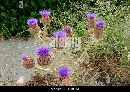 Plant called Onopordum nervosum, also known as Moor's cotton thistle or reticulate thistle Stock Photo
