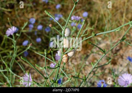 Group of snails on a green branch Stock Photo