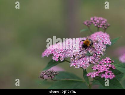 Bumblebee sitting on a spirea billardii pink little flower Stock Photo