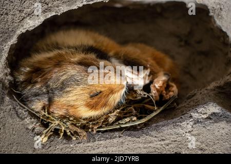 The hamster sleeps in its burrow. The European hamster (Cricetus cricetus) - common hamster is hibernates in the lair. Stock Photo