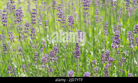 Lavender bushes close up Lavender bushes close up 44 Stock Photo