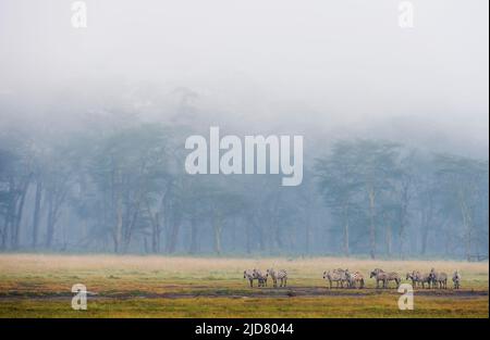 Common zebras resting in front of Yellow Fever Acasia forest at Lake Nakuru, kenya. Stock Photo