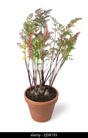 Black carrot plant in a pot isolated on white background Stock Photo