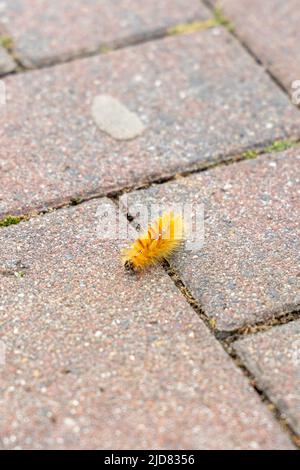 the orange caterpillar of the maple owl, Acronicta aceris, on a footpath. Stock Photo
