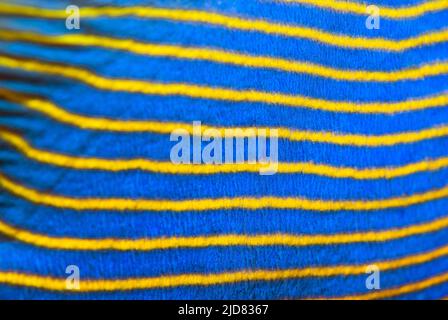 Multi-coloured texture. Closeup of the side of a emperor angel fish Stock Photo